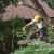 Blanch Tree Removal by Carolina Tree Service